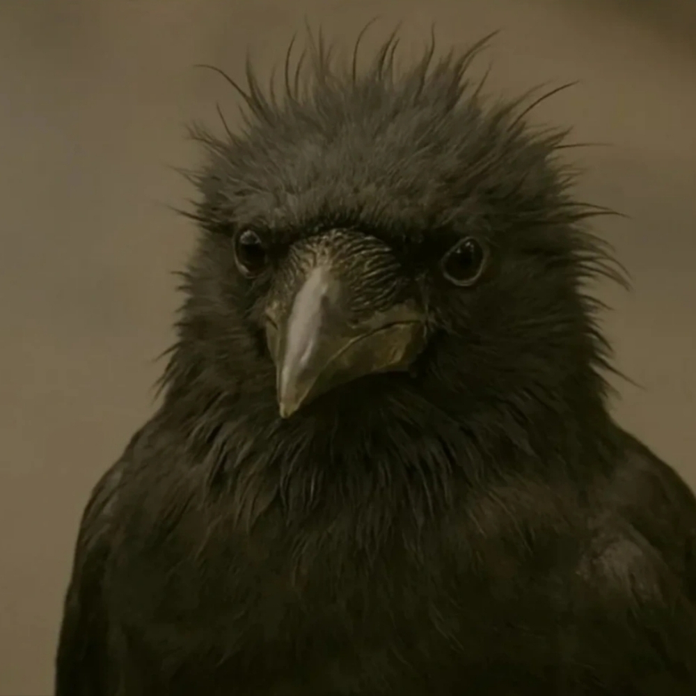Hi! I'm Crooked Crows... Erin